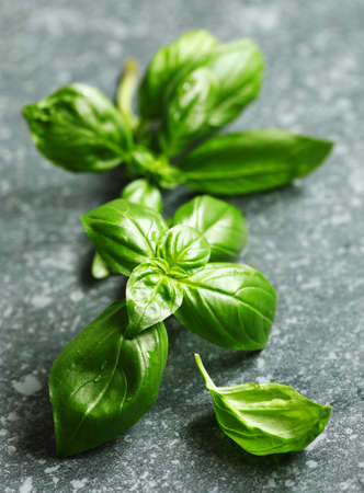 Fresh green basil leavesの写真素材
