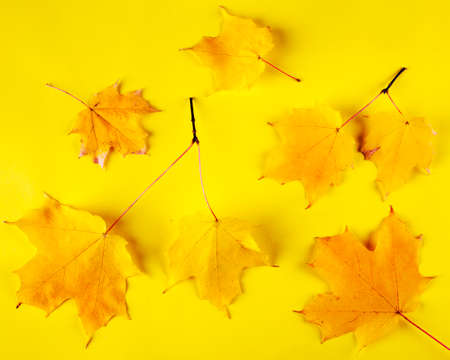 Yellow maple leaves on yellow background, copy space