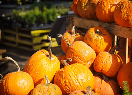 Pumpkin harvestの写真素材