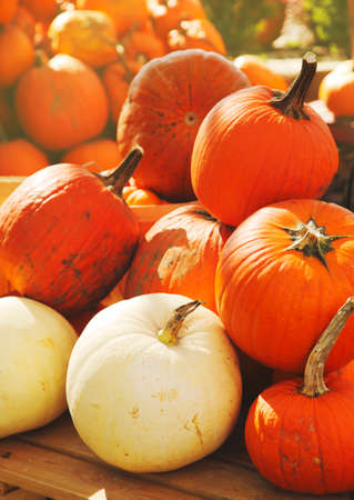 Pumpkin harvestの写真素材