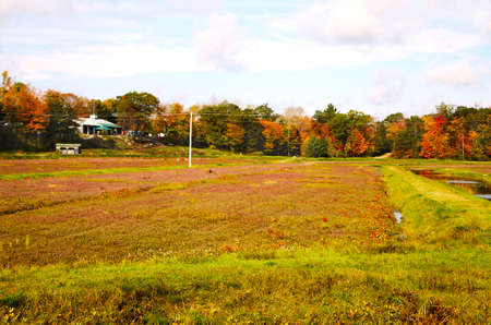 Cranberry Field の写真素材