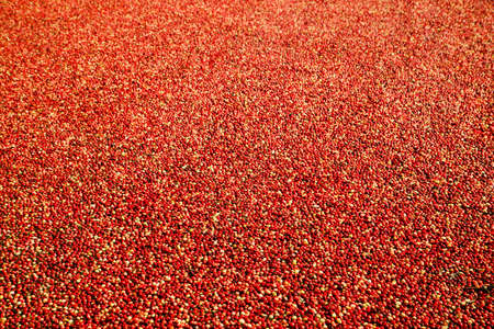 Ripe Cranberries floating in the lagoon during harvest in the Muskoka Lakes area, Ontario, Canadaの写真素材