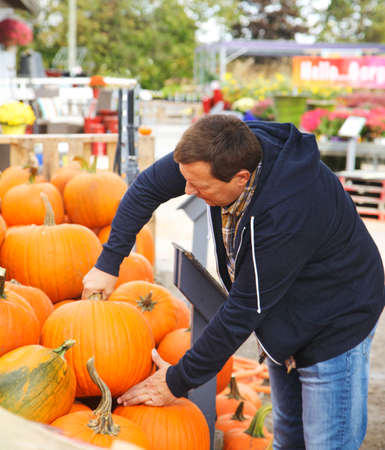 Man chooses a pumpkin in the farm. Pumpkin harvestの写真素材