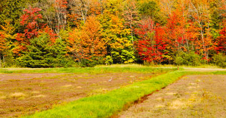 Cranberry Harvesting. Cranberry Fieldの写真素材