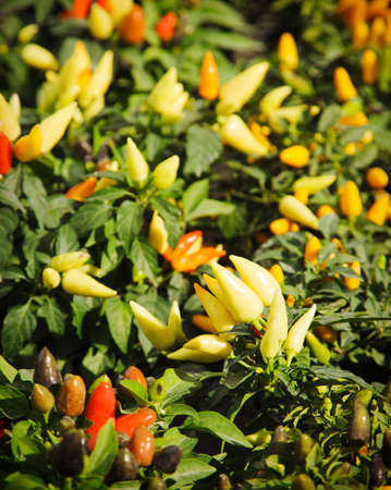 Fresh Yellow, Orange and Red Pepper in a gardenの写真素材