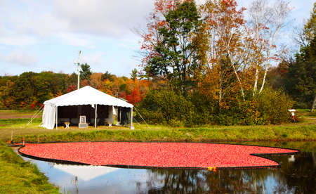 Cranberry marsh in the form of a heart. Cranberry Harvesting.の写真素材