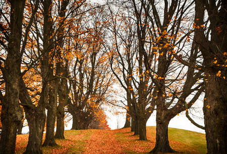 Trees with fallen leaves in the autumn gardenの写真素材