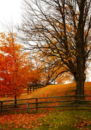 Trees with fallen leaves in the autumn gardenの写真素材