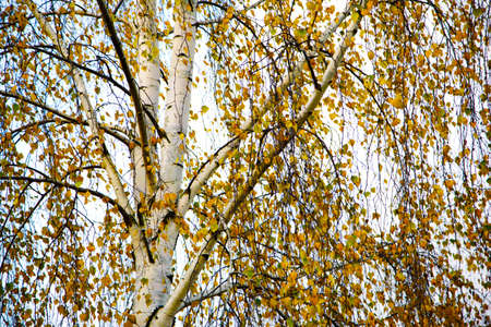 Birche in yellow autumn.の写真素材