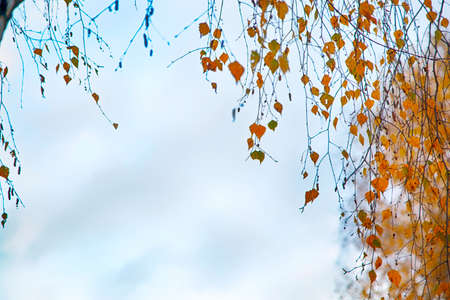 Birche in yellow autumn. Autumn backgroundの写真素材
