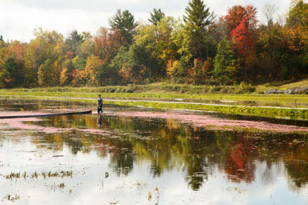 ONTARIO - CANADA, OCTOBER 10, 2017: Cranberry Harvesting. Cranberry Field in Johnston's Cranberry Marsh Farm, city of Bala, Ontario, Canadaのeditorial素材