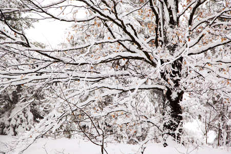 Winter day. Snow on tree branchesの写真素材