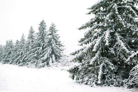 Snow-covered coniferous trees in winter. Snow dayの写真素材
