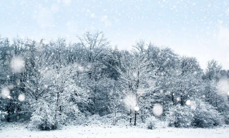 Winter day in the forest with snowy trees. Winter landscapeの写真素材