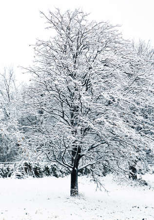 Winter day in the forest with snowy treeの写真素材