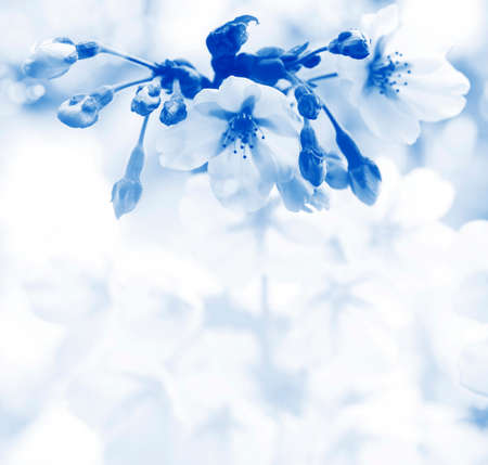 Cherry blossomsの写真素材