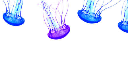Blue jellyfish isolated on white background, copy space