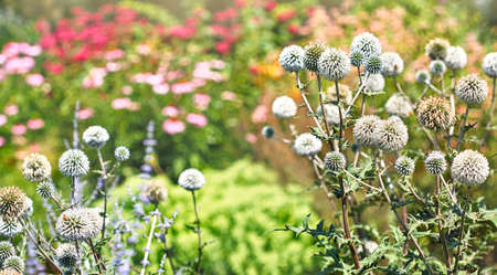 Summer flowers in the garden. Beautiful flower in natureの写真素材