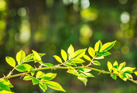 Green leaves in sunlight on green nature backgroundの写真素材