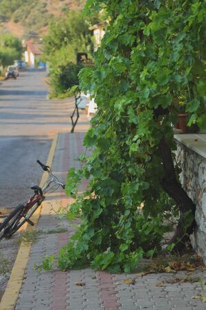 beautiful grape tree on the sidewalk, bicycleの写真素材