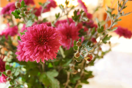 chrysanthemumの写真素材