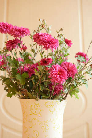 chrysanthemumの写真素材