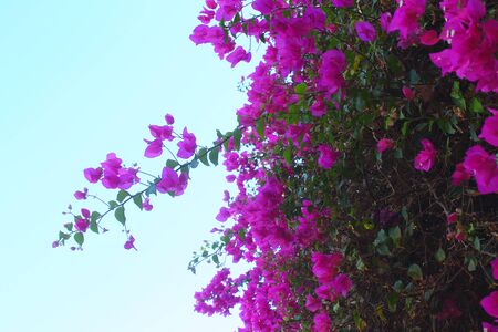 bush in pink flowers,の写真素材