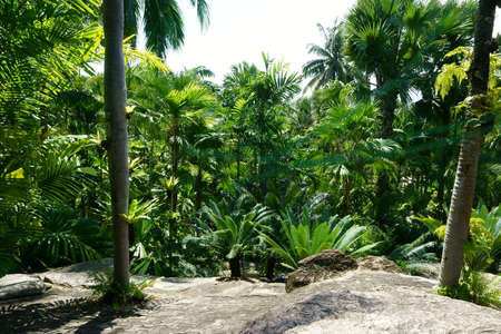 a beautiful green park with plantsの写真素材