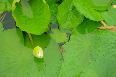 flower  water lily in water,  lotusの写真素材