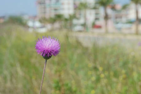 Beautiful pink cactus flowerの写真素材