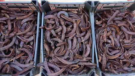 useful and tasty carob seedsの写真素材