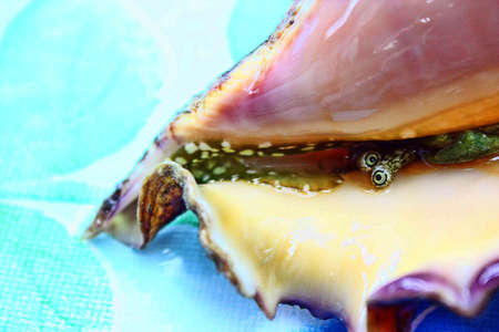 A conch looking at you