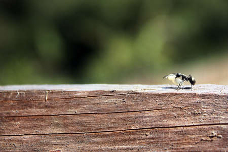 An ant gently carrying a larva
