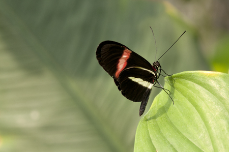 butterfly  with red stripe on wing on leafの写真素材
