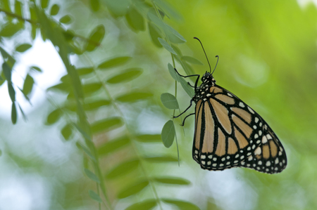 Siproeta stelenes butterfly on branchの写真素材