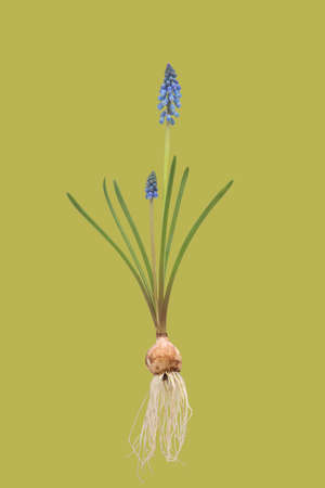 Blue grape Hyacinth  with bulb on vintage background