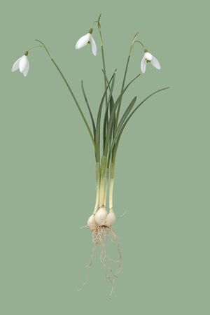 three snowdrop flowers with bulb and roots on green background