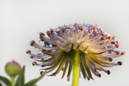 blue laced flower isolated on white backgroundの写真素材