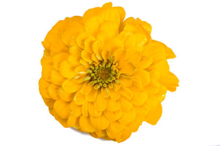 Zinia on white backgroundの写真素材