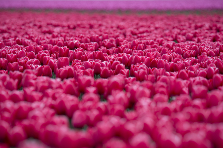red tulips whith white edge in a fieldの写真素材