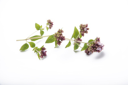 Oregano leaf and flowers  isolated on white backgroundの写真素材