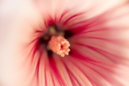 Lavatera close upの写真素材