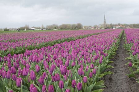purple tulip field with church The Netherlandsの写真素材