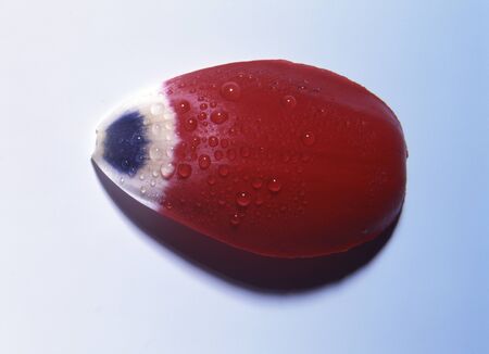 beautiful tulip leaf with waterdrops on it isolatedの写真素材