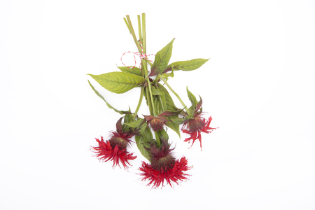 Monarda isolated on white backgroundの写真素材