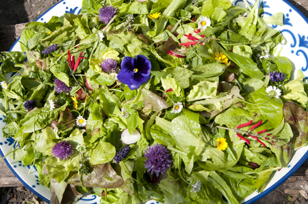 garden salad with eatable flowers, The Netherlandsの写真素材