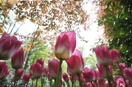 Beautiful tulips at Keukenhof in The Netherlandsの写真素材