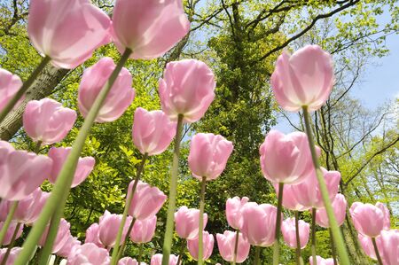 Beautiful tulips at Keukenhof in The Netherlandsの写真素材