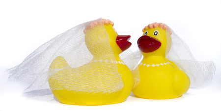 rubber ducky wedding on white backgroundの写真素材