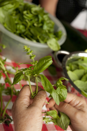 hands picking basil leafs to make pestoの写真素材